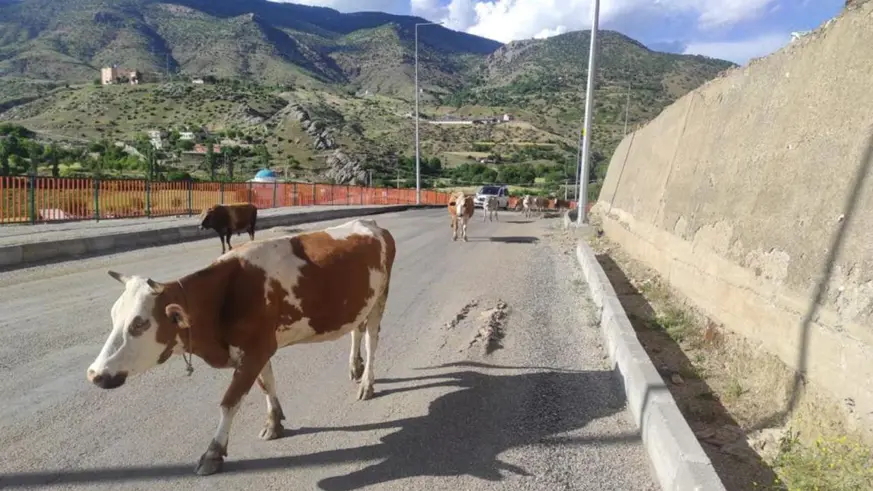 Batman'ın başıboş inekleri sürücülere zor anlar yaşatıyor