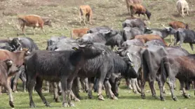 Bitlis'te üretilen manda sütü devlet desteğiyle kurulan tesiste ürüne dönüştürülüyor