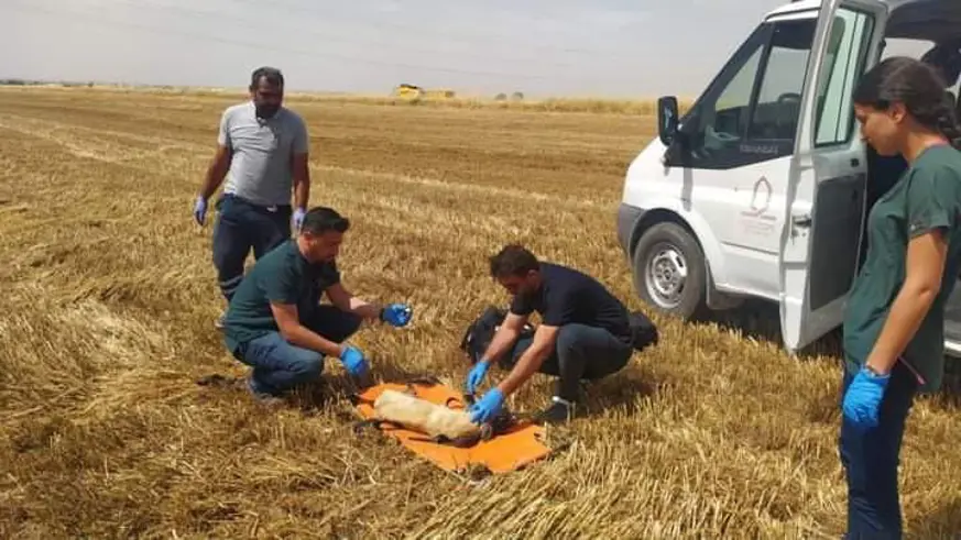 Buğday tarlasında ayakları kesilen köpek tedavi altına alındı