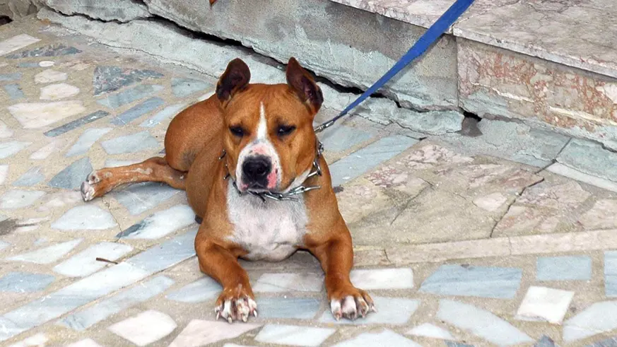 Pitbull cinsi köpeğinin kediyi öldürmesine izin veren kişi gözaltına alındı