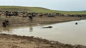 Diyarbakır'da hayvanların içme suyunun karşılandığı göletler onarılıyor