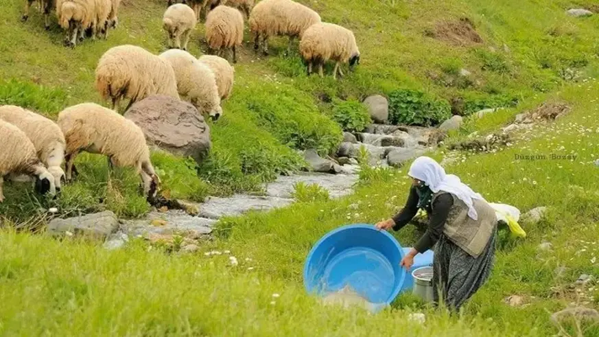 100 bin lira maaşla çalıştıracak çoban bulamıyorlar