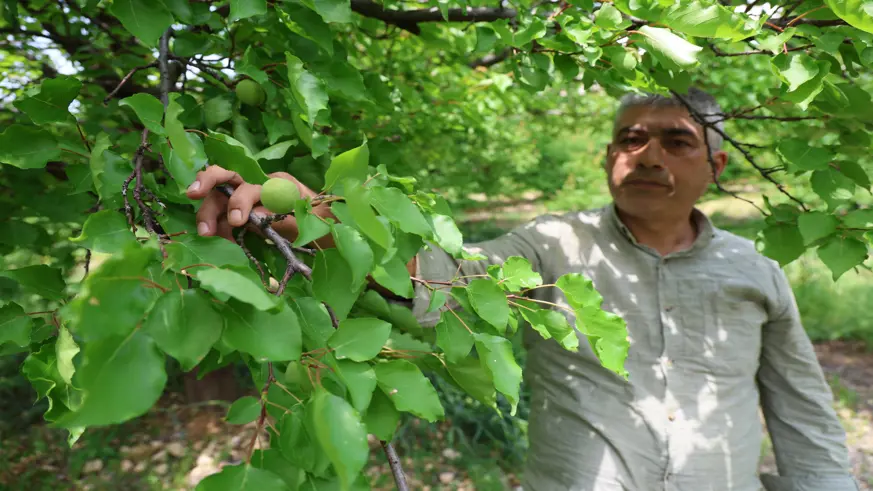 Gün kurusunu 'sis' vurdu: çiftçide esnafta perişan, rekolte yerde