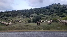 Besiciler yayla yolculuklarında Diyarbakır’ın o ilçesine vardı