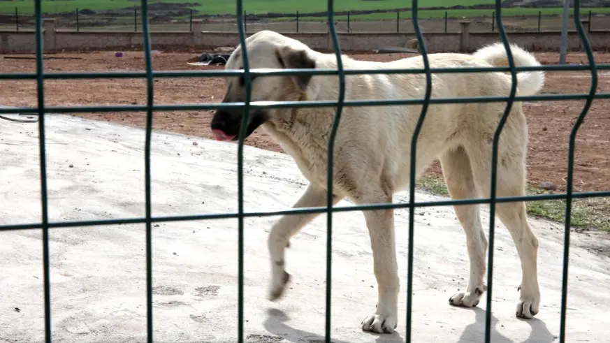 DSÖ: Kuduz vakalarının yüzde 99'u sahipsiz köpek kaynaklı