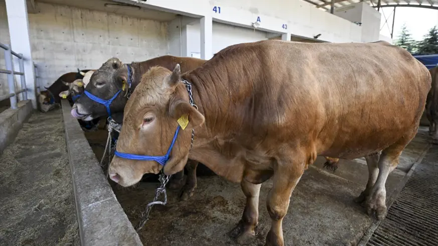 Umuma açık yerlerde kurban kesene para cezası uygulanacak