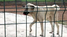 Kuduz riskinde ilk 24 saat hayati önem taşıyor