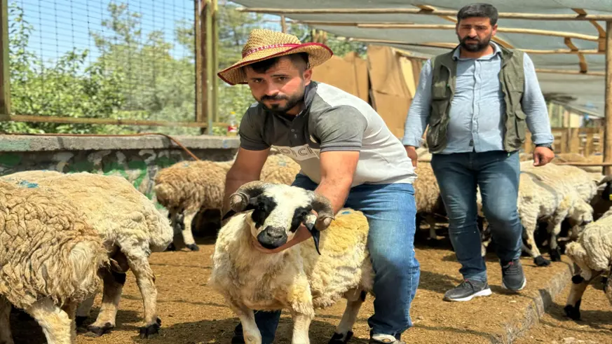 Diyarbakır'da hayvan pazarlarında bayramın son günü yoğunluk arttı