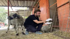  Yangından etkilenen hayvanlar Adana'da göl manzaralı bakımevinde tedavi altına alındı