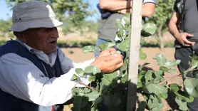 Siirt'te fıstık aşılama çalışmaları yapıldı