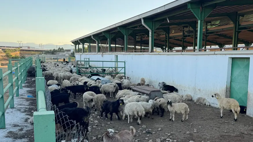 Kurbanlık seçerken nelere dikkat etmeliyiz? Uzmanından kurbanlık seçim tüyoları 