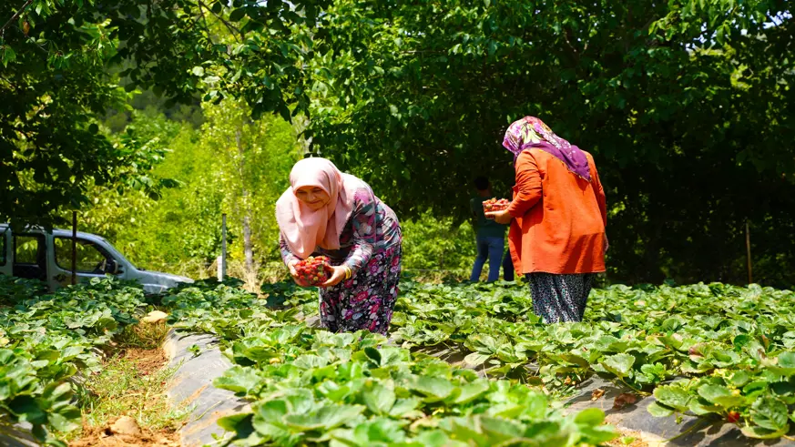 Çilek yetiştiriciliği Gaziantepli depremzede kadınların kazanç kapısı oldu