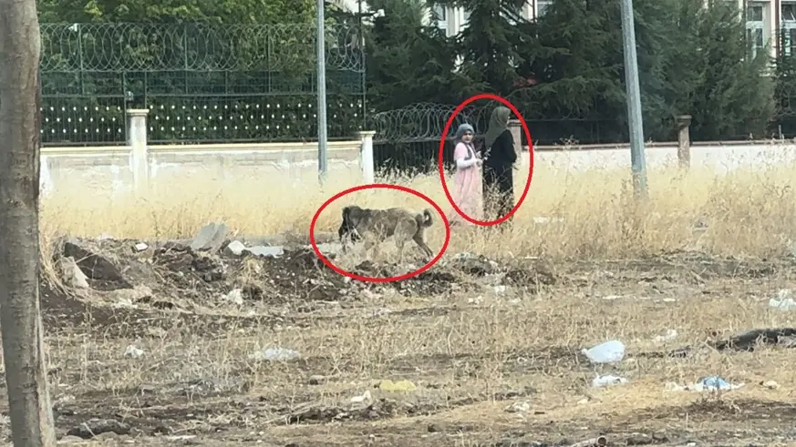 Diyarbakır'da başıboş sokak köpekleri telef ettiği kediyi yemek için yer aradı