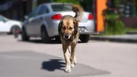 Başıboş köpek düzenlemesi bugün komisyonda görüşülecek