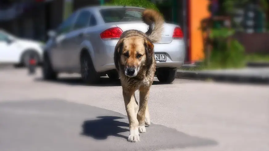 Sahipsiz hayvanlara yönelik kanun teklifi Tarım Orman ve Köyişleri Komisyonunda görüşülüyor