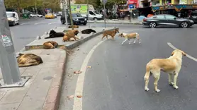 Mağazalardaki başıboş sokak köpekler; Eve hastalık taşıyabilirsiniz