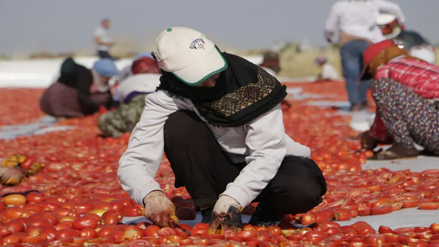 Diyarbakır'da kavurucu sıcakta işçilerin kurutmalık domates mesaisi başladı; İtalyanların pizza sosu Diyarbakır'dan gidiyor