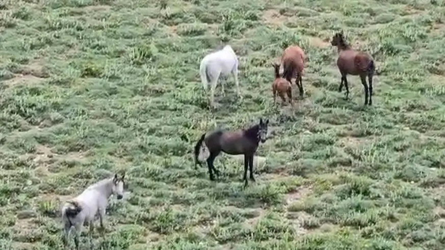 Zoveser doğasıyla ziyaretçilerini büyülüyor