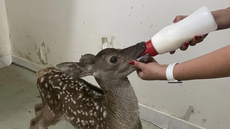 Bolu'da yaralı bulunan kızıl geyik yavrusuna özenle bakılıyor