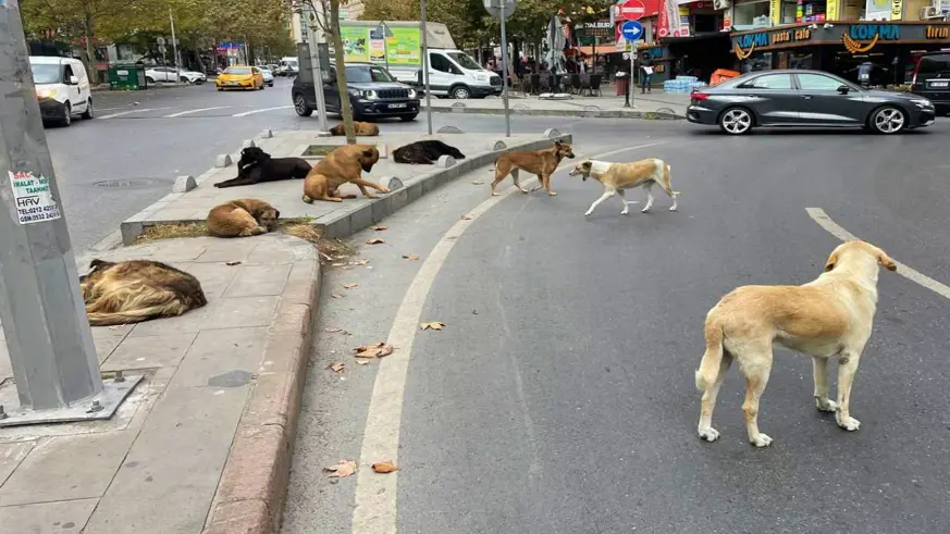 Başıboş köpeklere yönelik kanun teklifinin ilk 5 maddesi kabul edildi