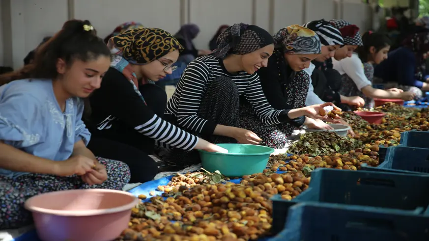 Mevsimlik tarım işçileri kayısı mesaisinde