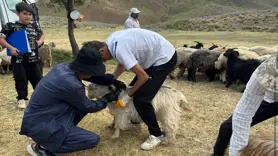 Hakkari Yüksekova’da küpeleme ve aşılama çalışması sürüyor