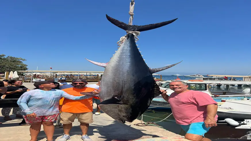 Bodrum'da amatör balıkçılar 2,5 metrelik orkinos yakaladı