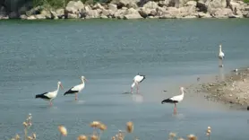 Diyarbakır'da sıcaklık nedeniyle canlı türlerinde değişim bekleniyor, yaban böceklerinin davranışları değiştiği gözlemlendi