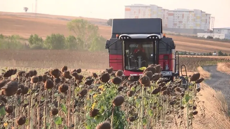 İHA ve SİHA'dan sonra ayçiçeğinde de yerli başarı: Trakya'nın tohumu tüm Türkiye'yi besleyecek