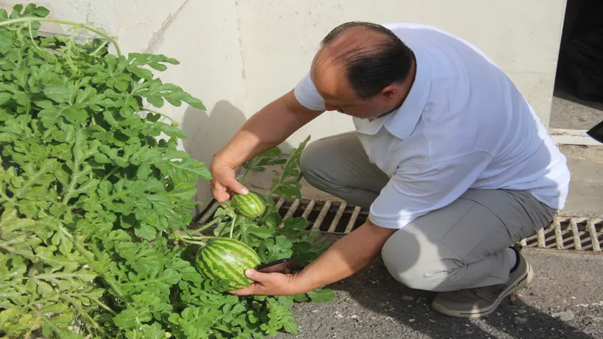 Görenler gözlerine inanamadı, karpuz yetiştirilmeyen Sivas'ta betonda karpuz yetişti