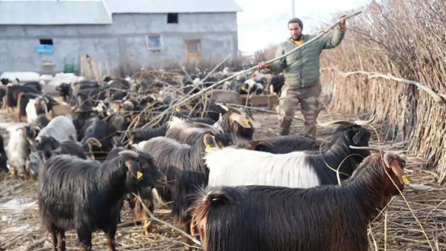 Muş'ta besicilerden alternatif yem çözümü