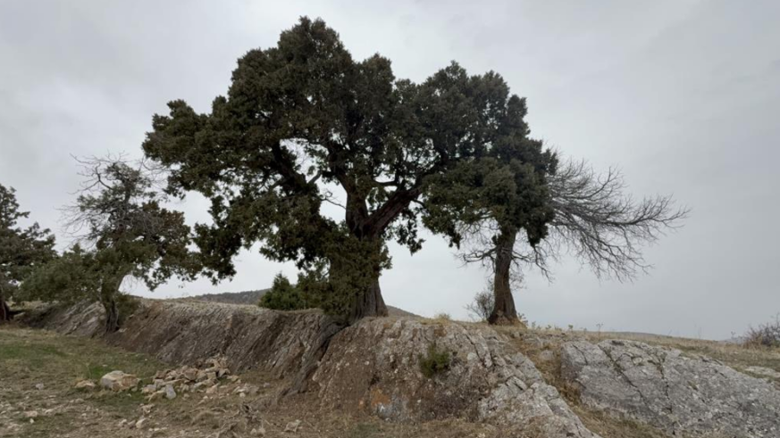 508 yaşındaki ardıç ağacı