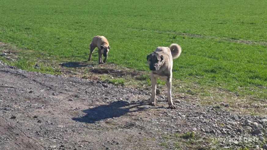 Sokak köpeği dehşeti!