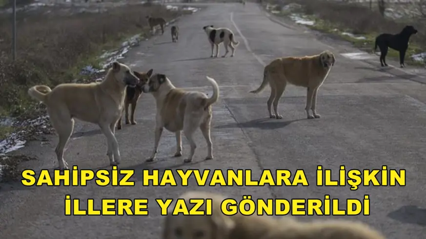 Sahipsiz hayvanlara ilişkin illere yazı gönderildi