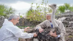 Yalnızlıktan strese giren firari deve kuşuna eş aranıyor