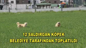 12 saldırgan köpek belediye tarafından toplatıldı