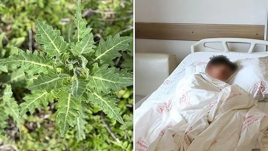 Yanlış tüketildiğinde ciddi zehirlenmelere yol açabiliyor