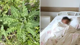 Yanlış tüketildiğinde ciddi zehirlenmelere yol açabiliyor