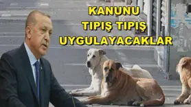 Kanunu tıpış tıpış uygulayacaklar
