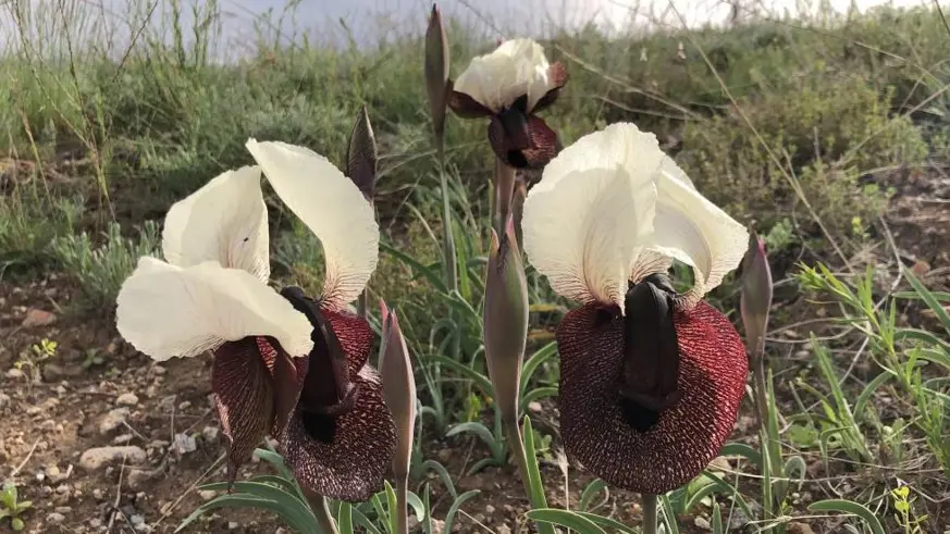 ‘Kurt kulağı' çiçeği göz kamaştırdı