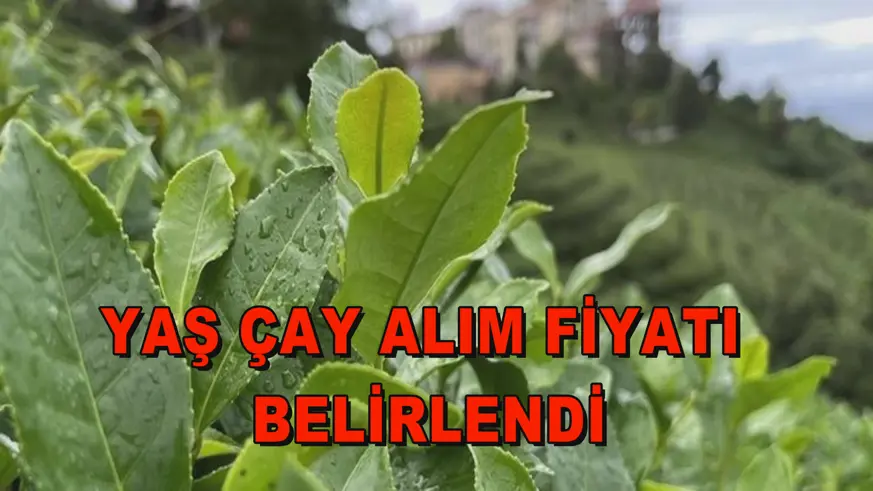 Yaş çay alım fiyatı belirlendi