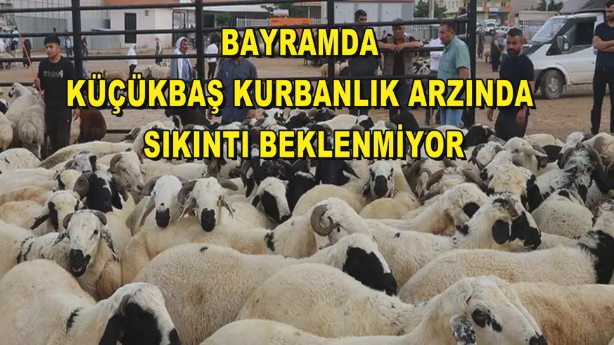  Bayramda küçükbaş kurbanlık arzında sıkıntı beklenmiyor