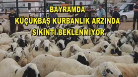  Bayramda küçükbaş kurbanlık arzında sıkıntı beklenmiyor