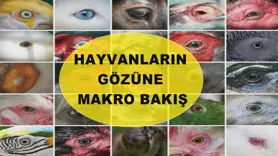 Hayvanların gözüne makro bakış