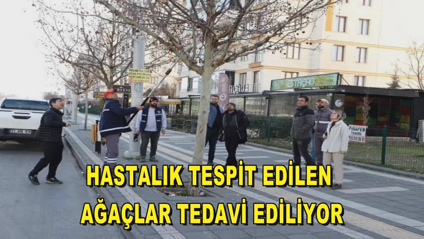Hastalık tespit edilen ağaçlar tedavi ediliyor