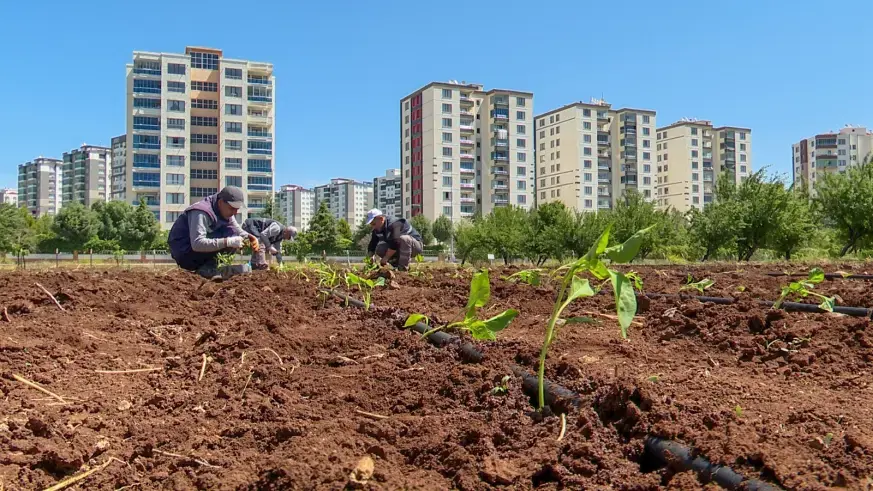 Yerli tohum geliştirildi