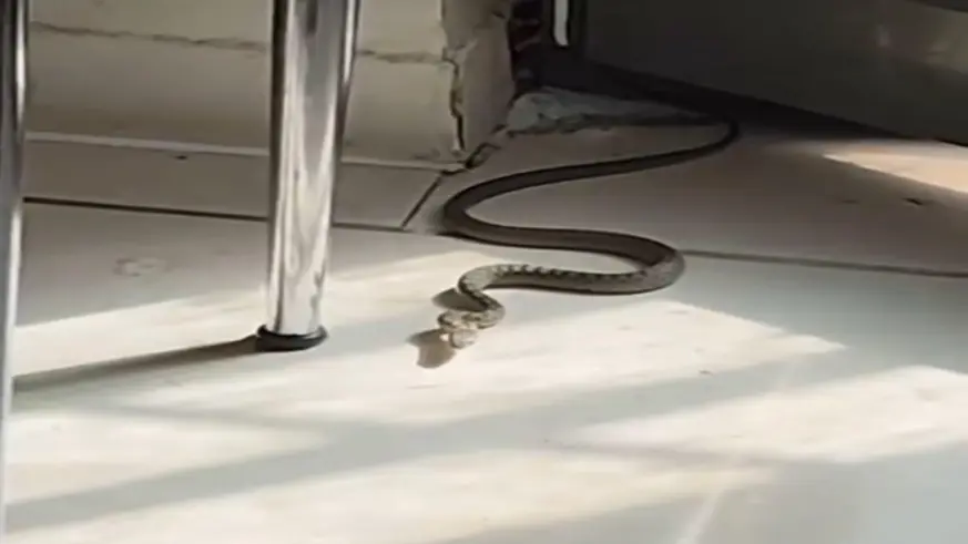 Diyarbakır'da mutfağa giren yılanı gören kedi zıpladı