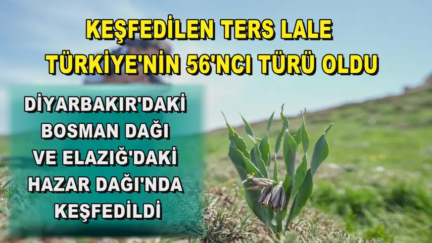 Keşfedilen ters lale Türkiye'nin 56'ncı türü oldu