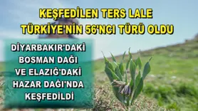 Keşfedilen ters lale Türkiye'nin 56'ncı türü oldu