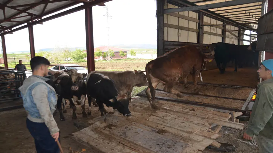 Muş'ta kurbanlık sevkiyatı başladı